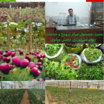 وراوی؛ قطب کشاورزی نوین شهرستان مهر