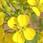 آغاز کشت کلزا در هزار و 100 هکتار از مزارع فیروزآباد