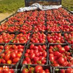 برداشت بیش از ۷۸ هزار تن گوجه‌فرنگی از مزارع سرچهان به پایان رسید