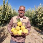 برداشت “به” از باغ‌های نی‌ریز آغاز شد/ تولید ۲۵۰۰ تن در سایه خشکسالی و گرمازدگی