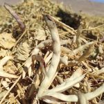 برداشت لوبیا از اقلید، قطب تولید حبوبات کشور