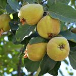 تولید 20 هزارتن “به” در فارس