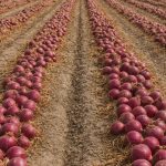 شروع برداشت پیاز از مزارع سرچهان