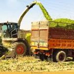 پیش بینی برداشت هفده هزار تن ذرت علوفه‌ای در شهرستان گراش