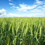 آغاز کشت محصولات شتوی در سرچهان