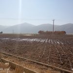 ادامه روندکشت گندم در شهرستان پاسارگاد