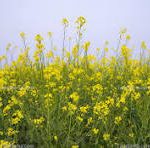 کشت ۱۰۰ هکتار کلزا در اراضی کوار