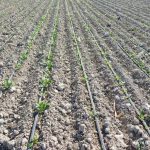 پیش بینی بیش از 1300هکتار کشت چغندرقند پاییزه در کازرون