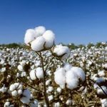 فارس همچنان در صدر تولید پنبه کشور