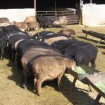 230 تن نهاده سهمیه‌ای به یاری تعاونی‌ها رسید