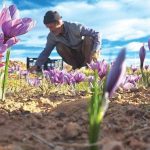 طلای سرخ در سایه عطش زمین، از دل دشت‌های نی‌ریز شکفت