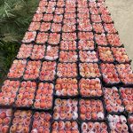 رباب های خوشرنگ کوه چنار روانه بازار شدند