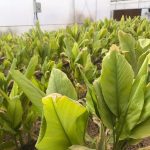 کشت زردچوبه برای نخستین بار در بیضا