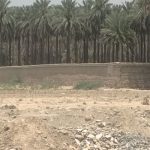 سند حدنگار ۱۰۰ هکتار اراضی کشاورزی در جهرم در راه است