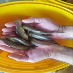 تولید ۶ تن ماهی با رهاسازی بچه‌ماهی‌ها در استخرهای کشاورزی جهرم