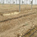 کشت موز گلخانه‌ای برای نخستین بار در جهرم