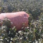 برداشت 380 تن طلای سفید از اراضی کاملا مکانیزه در جهرم