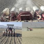 آغاز کشت  چغندرقند در قیروکارزین