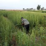 برداشت کنجد در شهرستان قیروکارزین