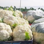 گل کلم فیروزآباد صادر می شود