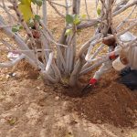 پیکار سنتی باغداران با سوسک شاخک بلند انجیر برای صیانت از میراث جهانی