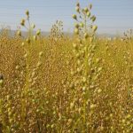 کشت دانه روغنی کاملینا برای اولین بار در شهرستان بوانات