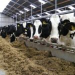 کار جهادی با پشتیبانی از تولید