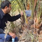 آغاز طرح “شجره طیبه” در جهرم با نامگذاری نخل‌ها به نام شهیدان