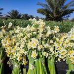 کازرون در آغوش عطر نرگس