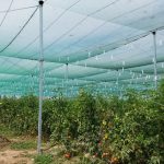 مجوز اولین گلخانه تابع اقلیم در جهرم صادر شد