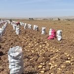 پایان برداشت سیب‌زمینی در اقلید؛ سهم ۲۰۰ هزار تنی از تولید استان فارس