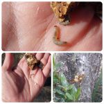 برای نخستین بار آفت شب‌پره چوبخوار زیتون در باغ‌های زیتون سیدان مرودشت شناسایی شد