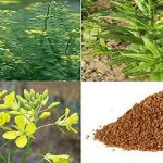 استقبال چشمگیر کشاورزان جهرمی از کشت کاملینا پس از بارندگی‌های اخیر/ پیش‌بینی برداشت بیش از ۲۰۰ تن محصول روغنی