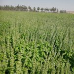 برداشت ریحان در فسا ادامه دارد