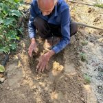 کشت آزمایشی گیاه دارویی زنجبیل برای اولین بار در شهرستان خنج