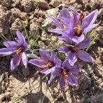 برداشت زعفران در شهرستان سروستان