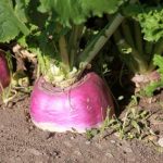 تولید 2800 تن شلغم در بیضا