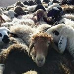 کشف 149 راس دام قاچاق در بیضا