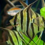 تولید و پرورش 30 هزار قطعه ماهی زینتی در بیضا