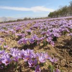  پایان فصل برداشت زعفران در دل خشکسالی