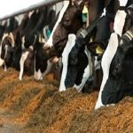 انتقال نهاده ها در حال انجام است، تولیدکنندگان نگران نباشند