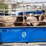 کشف 12 راس دام قاچاق در فیروزآباد