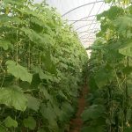 افزایش تولید و بهره‌وری منابع آب با فعالیت ۱۲ هکتار گلخانه