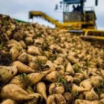 تولید بیش از ۶۹ هزار تن چغندرقند در مزارع مرودشت و پایان عملیات برداشت محصول از قطب تولید کشاورزی استان