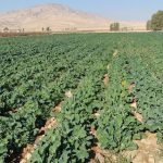 پایان کشت کلزا در شهرستان زرین دشت