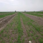 پایان کشت جودر شهرستان زرین دشت