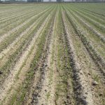 پایان کشت گندم در شهرستان زرین دشت