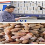 صادرات ۳۰۰۰ تُن خرمای شاهانی جهرم به هند؛ رونق تولید و جهش ارزآوری