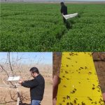 پایش شبکه مراقبت گندم و جو
