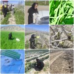 بازدید میدانی از مزارع غلات و باغات پسته در حوزه کوهنجان جهت پایش آفات و بیماریهای